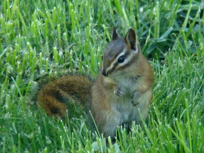 Red-tailed Chipmunk