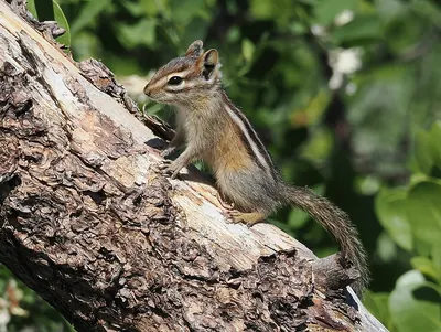 Least Chipmunk