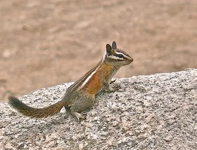 Lodgepole Chipmunk
