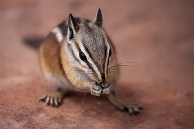 Uinta Chipmunk