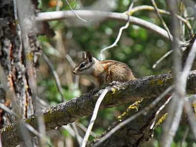 Merriam’s Chipmunk