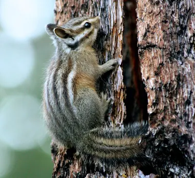 Long-eared Chipmunk