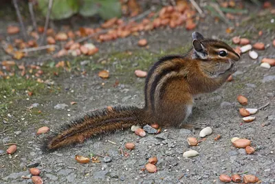 Townsend’s Chipmunk