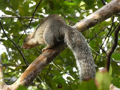 Zanj Sun Squirrel