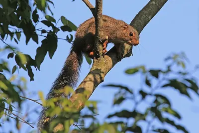 Red-legged Sun Squirrel