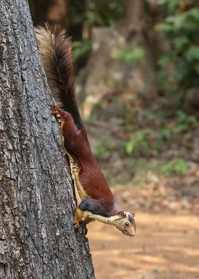 Malabar Giant Squirrel