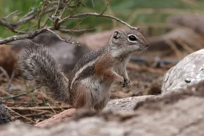 Harris's Antelope Squirrel
