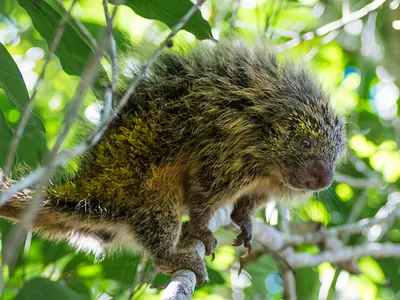 Spiny tree porcupine