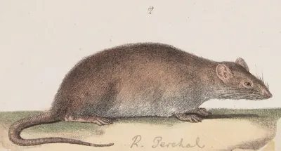 Greater Bandicoot Rat