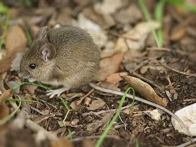 Wood mouse, long-tailed field mouse