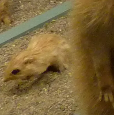 Greater Egyptian gerbil
