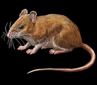 Deer Mouse