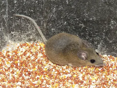 Key Largo Cotton Mouse