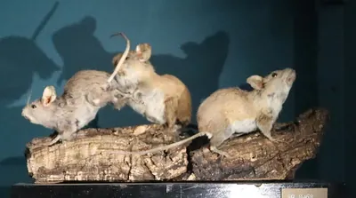 Zacatecan Deer Mouse