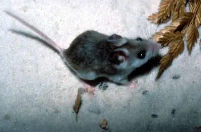 Choctawhatchee Beach Mouse