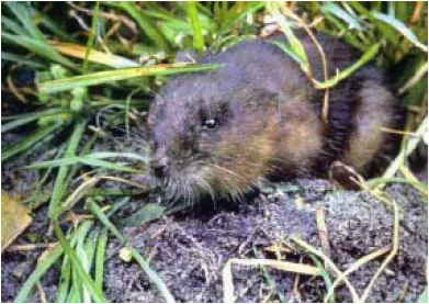 Round-Tailed Muskrat