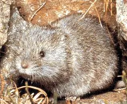 European Snow Vole