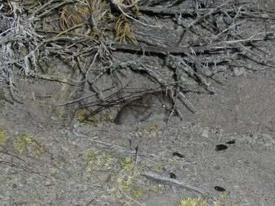 Sagebrush Vole