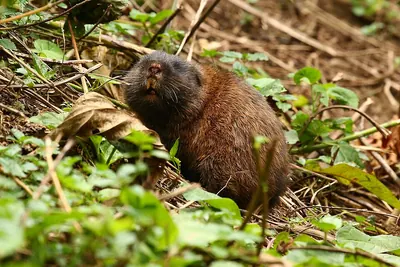 East African Mole Rat