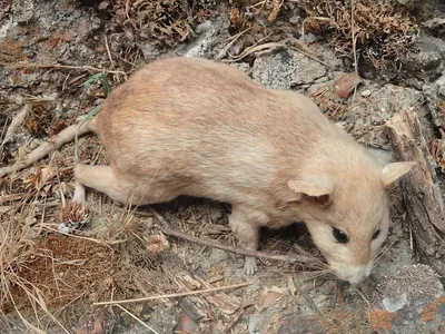 San Joaquin Valley Woodrat