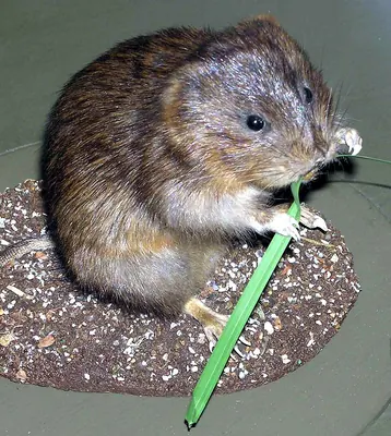 Southwestern Water Vole