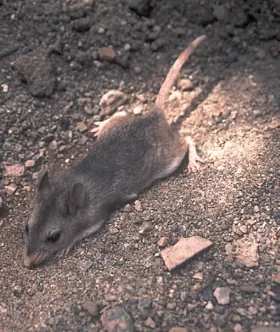 Southern Grasshopper Mouse
