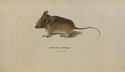 Golden mouse