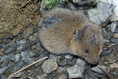 Field vole