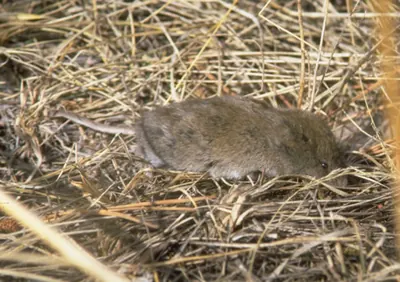 Long-tailed Meadow Mouse