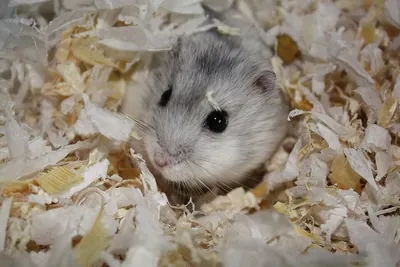 Gray Dwarf Hamster