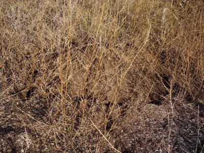 Steppe Mouse
