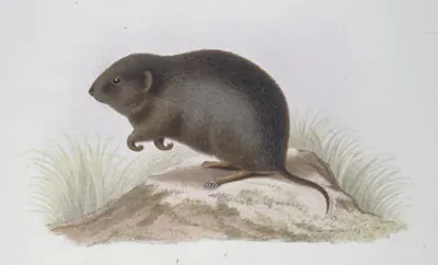 Père David’s Vole