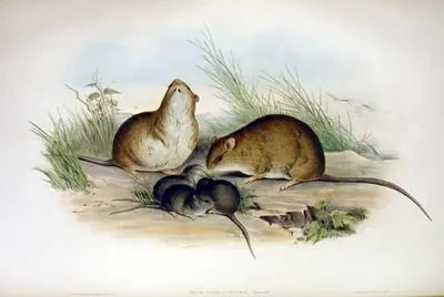 Fawn-footed Mosaic-tailed Rat