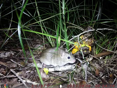 Pale Field Rat
