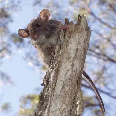 Bush Rat