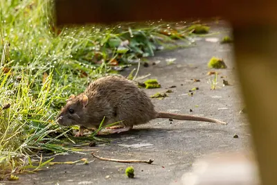 Brown Rat
