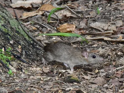 Tanezumi Rat