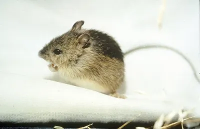 Meadow Jumping Mouse