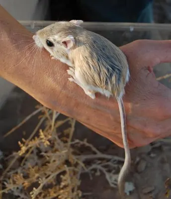Merriam’s Kangaroo Rat