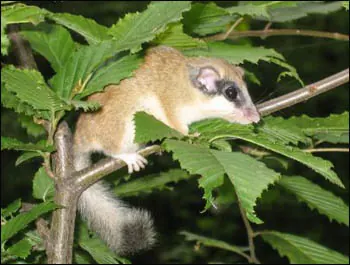 Forest Dormouse
