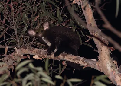 Greater Glider