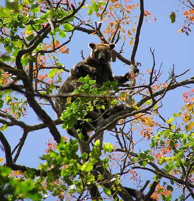 Dusty Tree-kangaroo