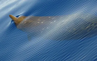 Blainville’s beaked whale