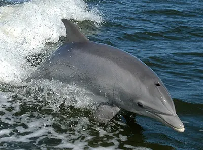 Bottle-nosed dophin, common bottle-nosed dolphin