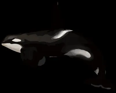 Killer whale