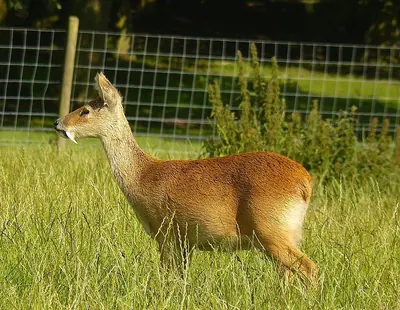 Water Deer