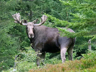 Elk