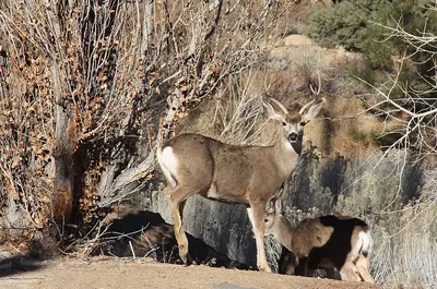 Black-tailed deer