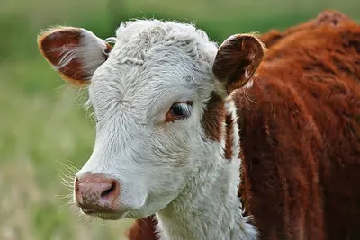 Domestic Cattle
