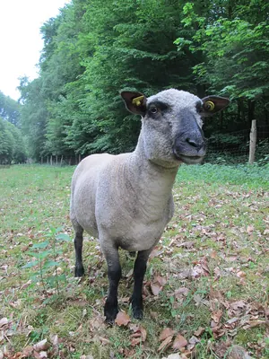Domestic Sheep